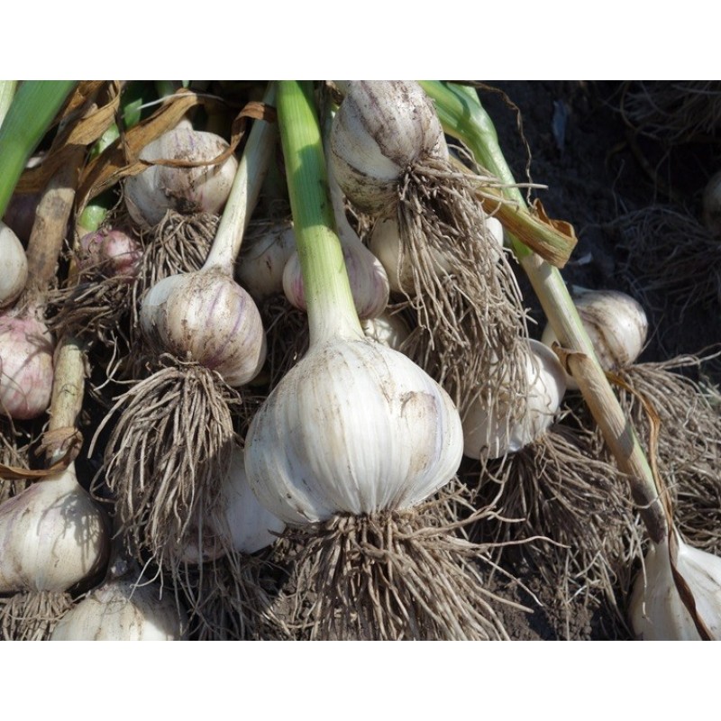 Talvine küüslauk Žiemiai (Suurus 2, 5+ cm)