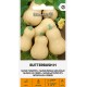 Muskatkõrvits Butterbush F1