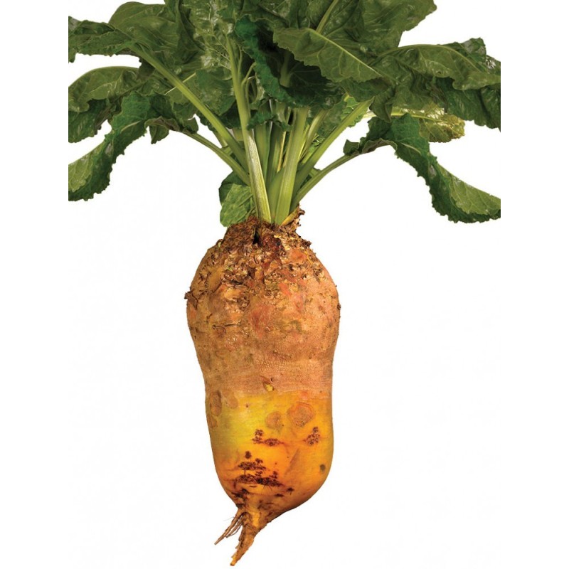 Семена кормовой свеклы Урсус Поли 20 кг