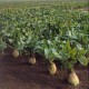 Fodder beet Zentaura Poly 0,1 kg
