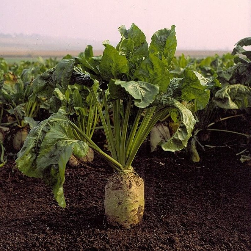 Fodder beet Zentaura Poly 0,1 kg