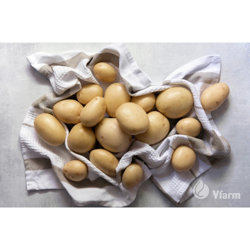 Prada kartuliseemned 2 kg