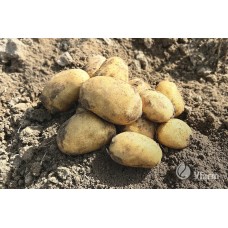Kartuliseemned Emanuelle A 2kg