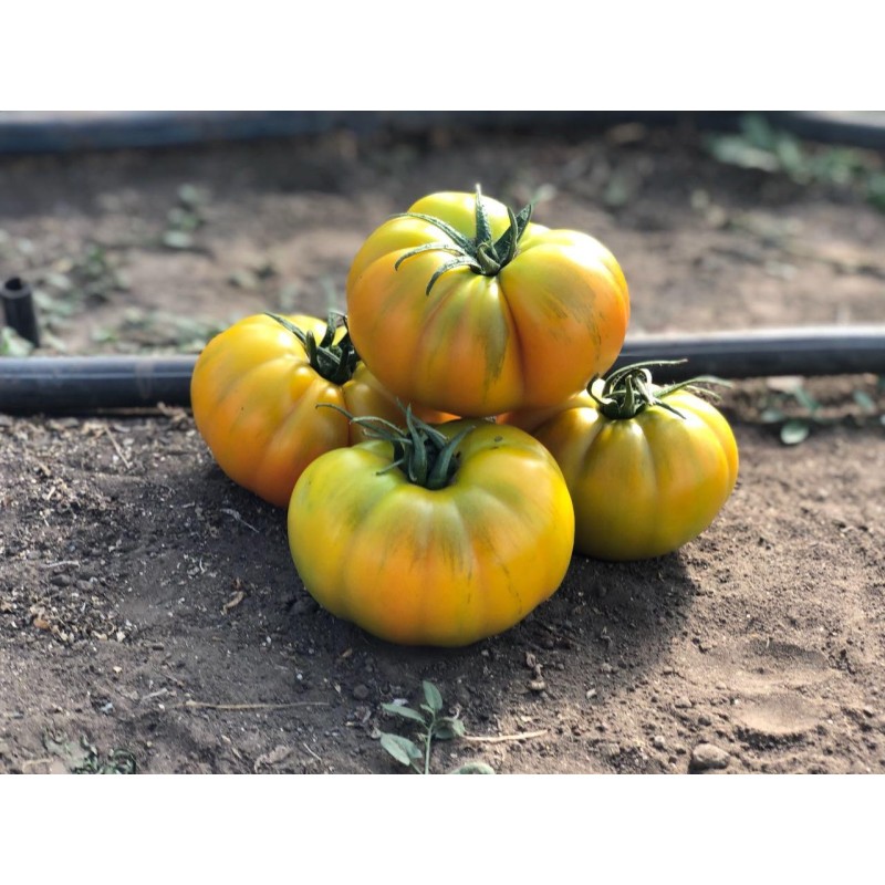 Tomat Lacitrine F1