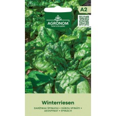 Spinat Winterriesen
