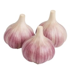Winter Garlic Dangiai (Size 2, 5+ Cm)