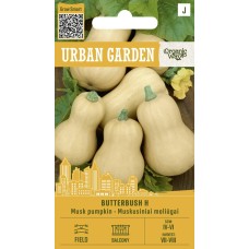 Pumpkin Musk Butterbush H