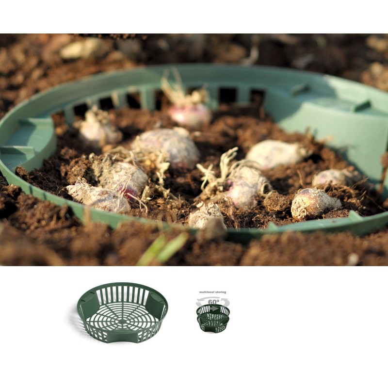 Lillede sibulate korv IKCS315