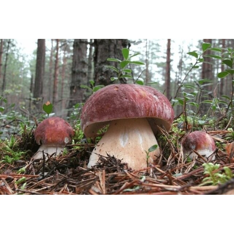 Männi seene mykoriisa 10g