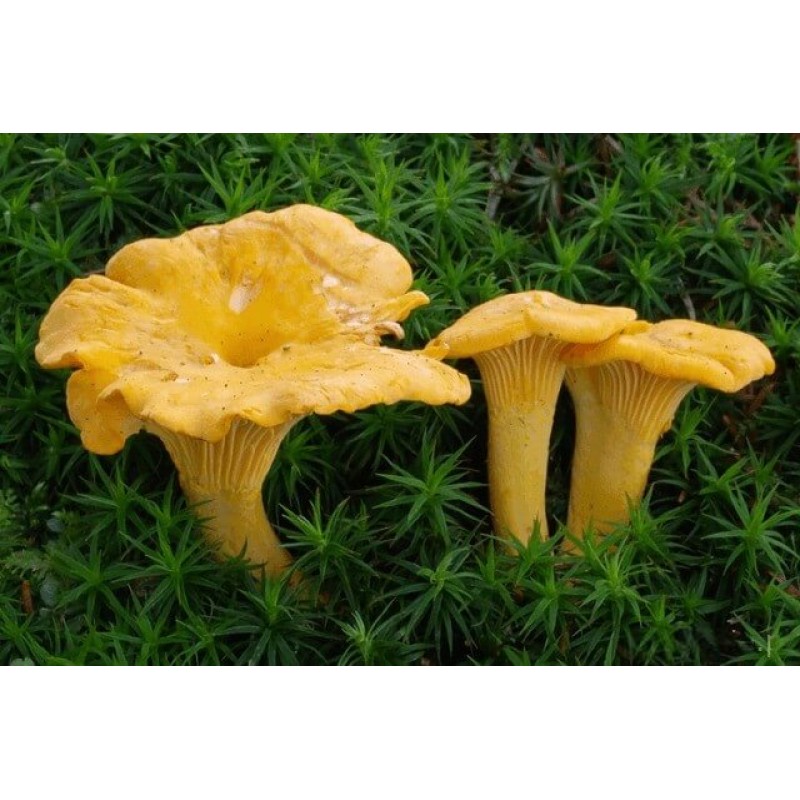 Mykoriisne kukeseene seemned 10g