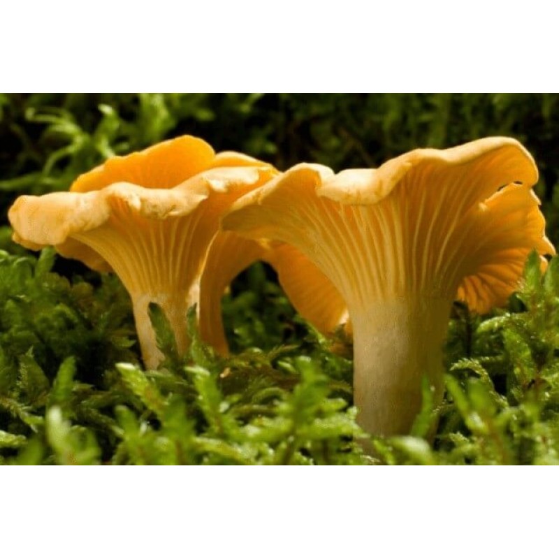 Mykoriisne kukeseene seemned 10g