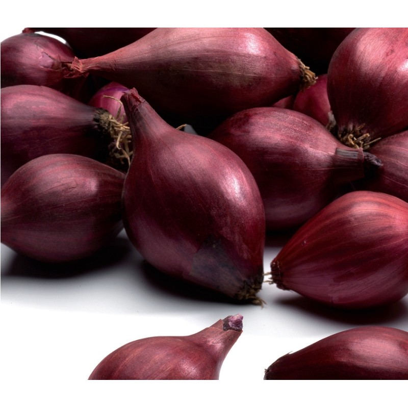 Karmen punase sibula seemned 0,5 kg