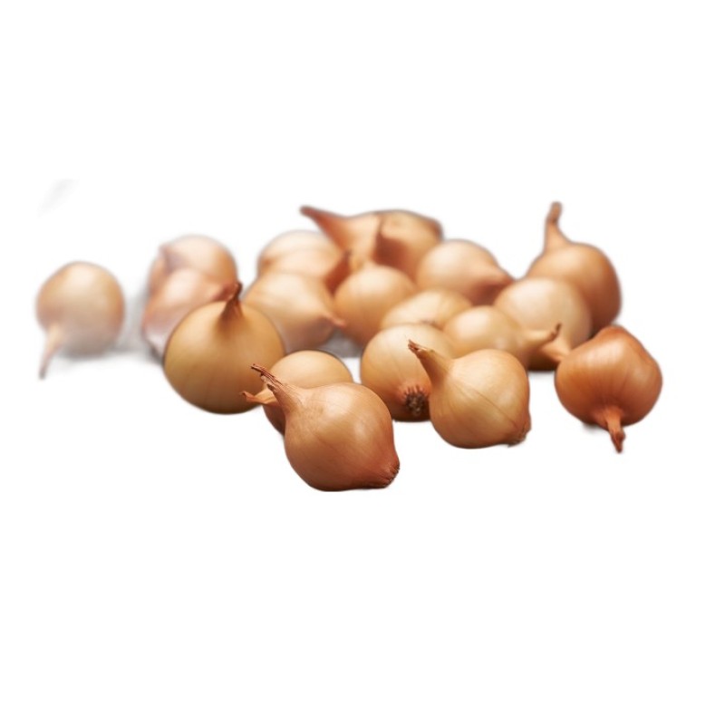 Kollase sibula seemikud Shakespeare 21/24 0,5kg