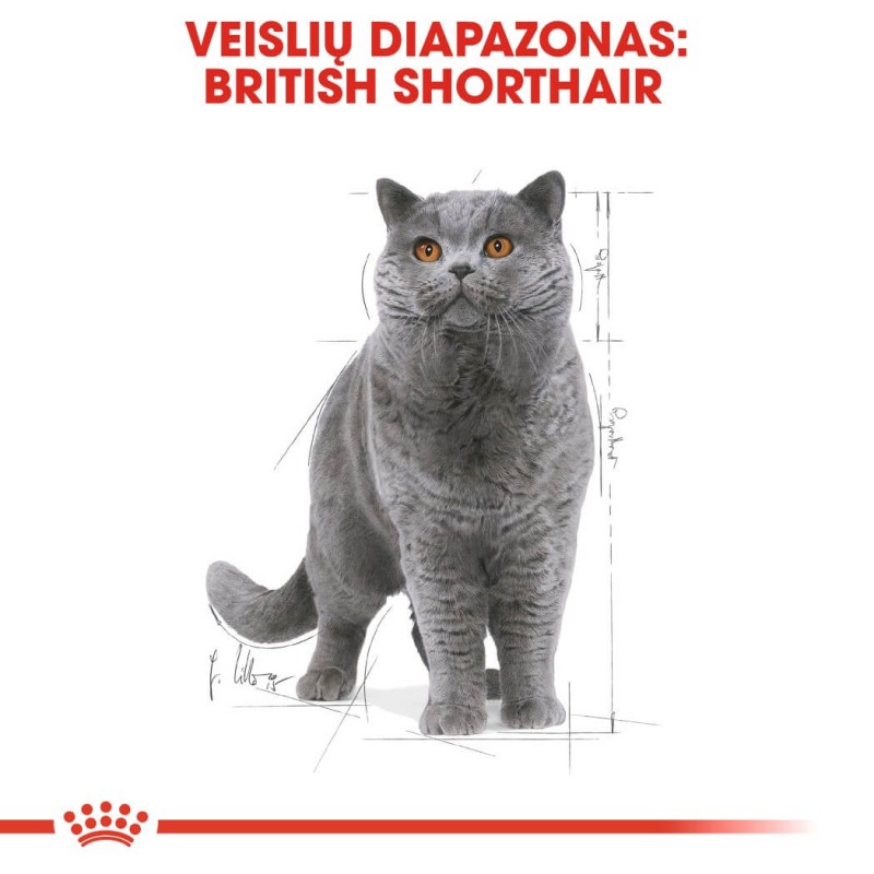 Royal Canin Briti lühikarvaline kassitoit 85g x 12